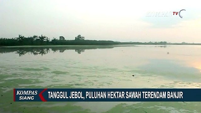 Tanggul Jebol, Sawah Puluhan Hektar Terendam Banjir di Grobogan