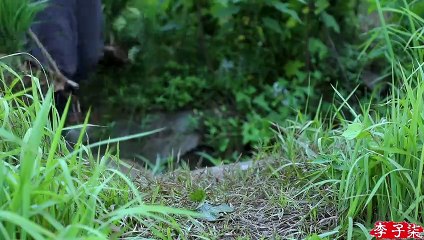 Pleine lune, parfum de riz mûr, agriculteurs occupés à récolter des cultures