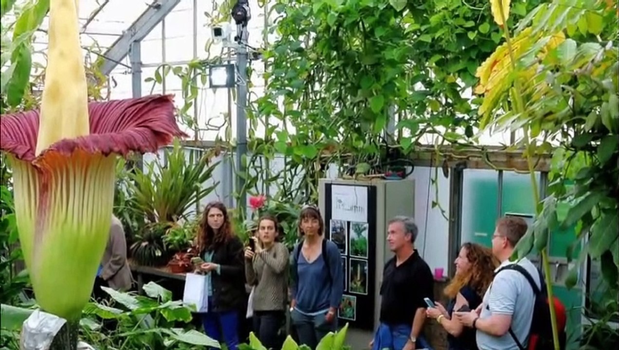 beautiful flowers | nature | most rare flowers | most costly flowers