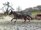 Queyras trotteur au galop