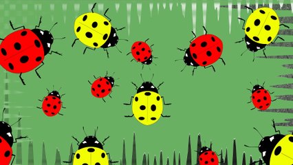 Uğur böceklerinin muhteşem dünyası