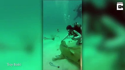 Tải video: Un plongeur vient en aide à un requin piégé par un hameçon... Joli