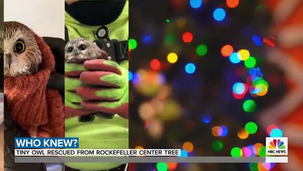 بومة محظوظة تنجو من الموت وتجهيزات لعودتها إلى البرية مرة أخرى