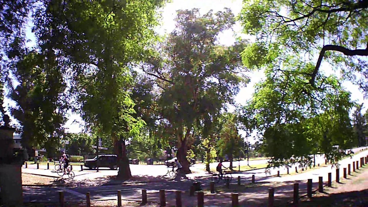 El secreto de los árboles que lloran en Buenos Aires