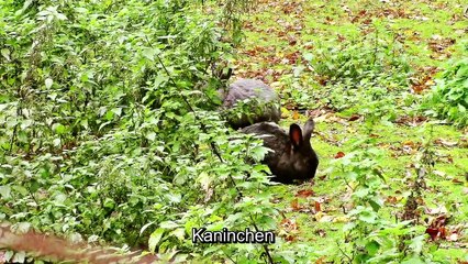 Zu Besuch im Wildpark Gackenbach – 2