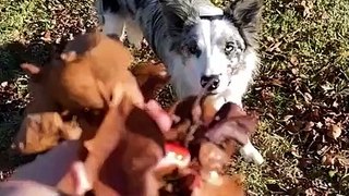 dog falls miserably after jumping to catch leaves - how to get maple leaves ~complete guide~ [acnh]
