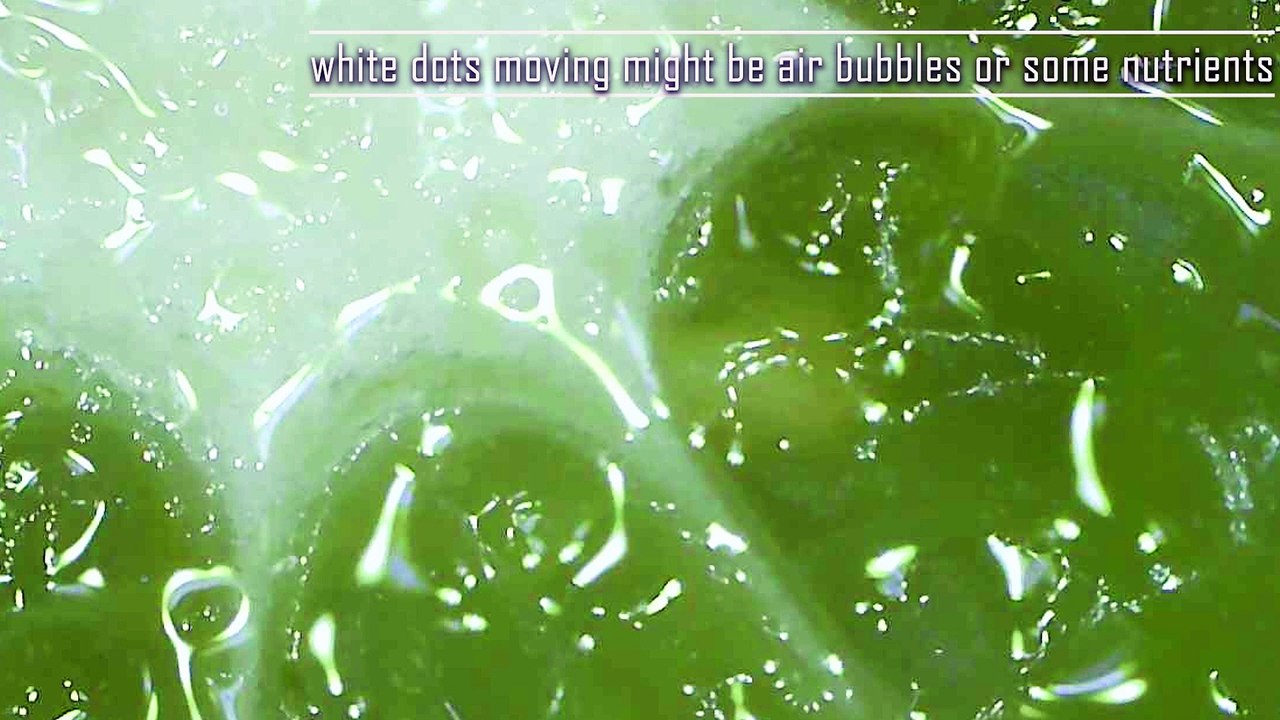 Zoomed: Lets see what we can find inside a lime