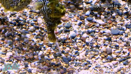 Cá Ngựa & Cách Mà Loài Vật Kỳ Lạ Này Sinh Sản