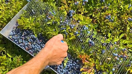 This farm handpicks 2,000 pounds of blueberries a day