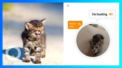 Télécharger la video: Pencinta Kucing Wajib Punya Aplikasi Penerjemah Meongan Kucing Ini! - TomoNews