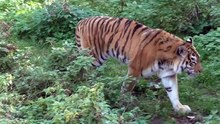Amur tiger wants to be friends