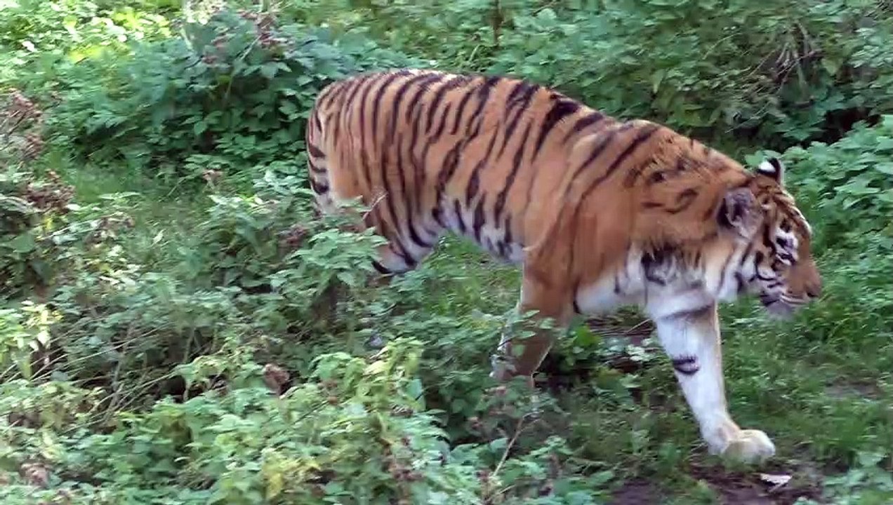 Amur tiger wants to be friends