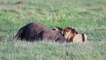 Wild Lions Eating Delicious Rhino