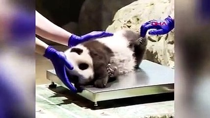 Sağlık kontrolü olan küçük pandanın görüntüleri viral oldu