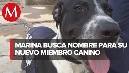 ¡Lo vuelven a hacer! Marina rescata otro perrito de inundación en Tabasco