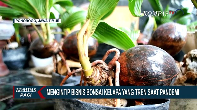 Mengintip Bisnis Bonsai Kelapa yang Tren Saat Pandemi