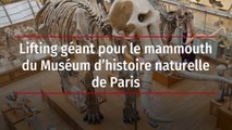 Lifting géant pour le mammouth du Muséum d’histoire naturelle de Paris