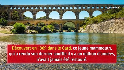 Lifting géant pour le mammouth du Muséum d’histoire naturelle de Paris