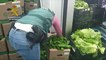 Incautados 155 kilos de marihuana ocultos entre palets de verdura