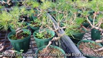 僕の作っているミニ盆栽を紹介します。 Mini bonsai in my nursery