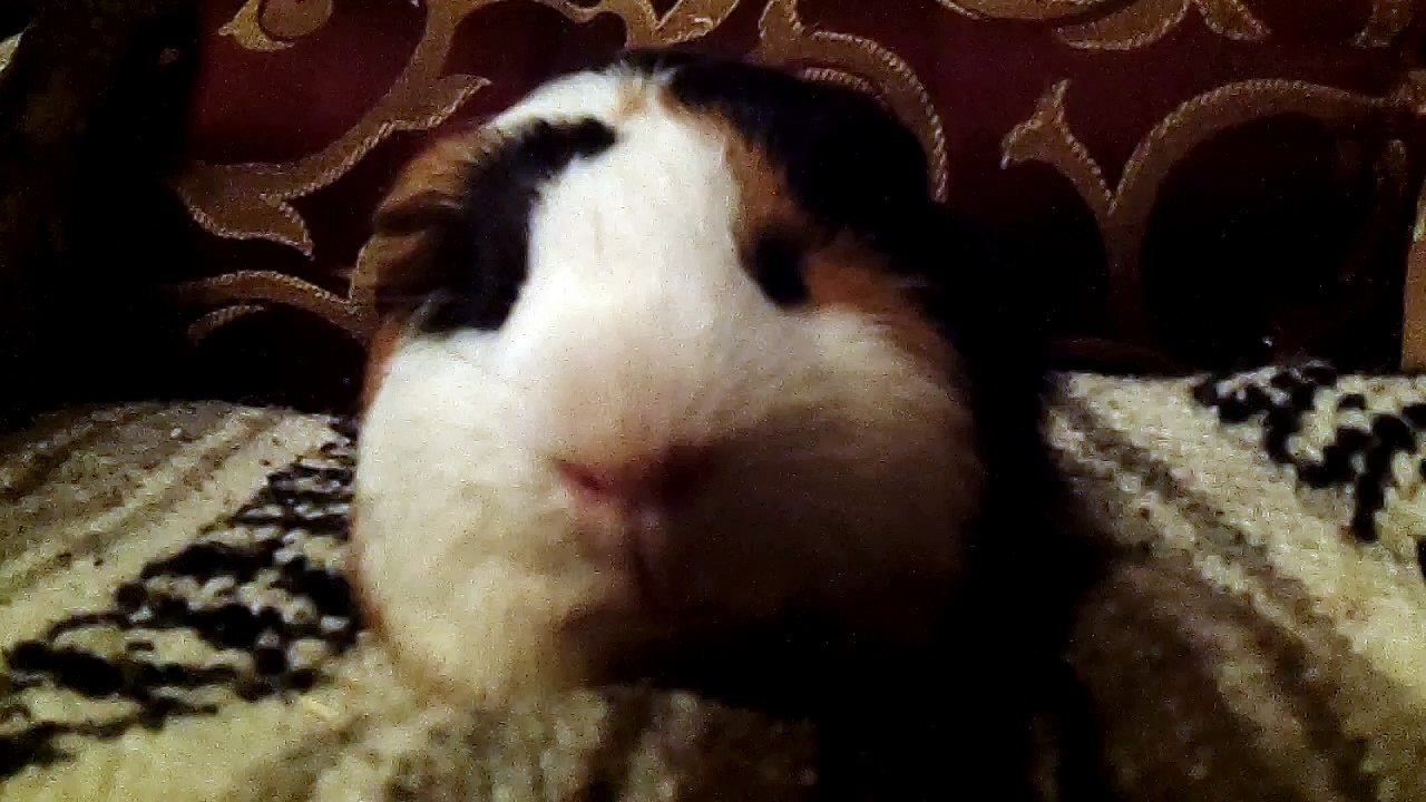 CAVIA PORCELLUS DAVID 102_2170
