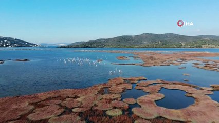 Flamingolar Bodrum’a çok erken geldi