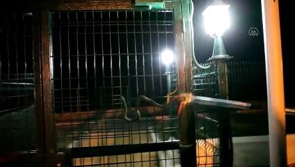 MERSİN - Bir sitede yakalanan yılan doğaya bırakıldı