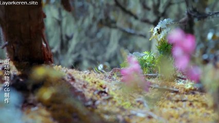 The Wolf 2020 E05-SUB INDO