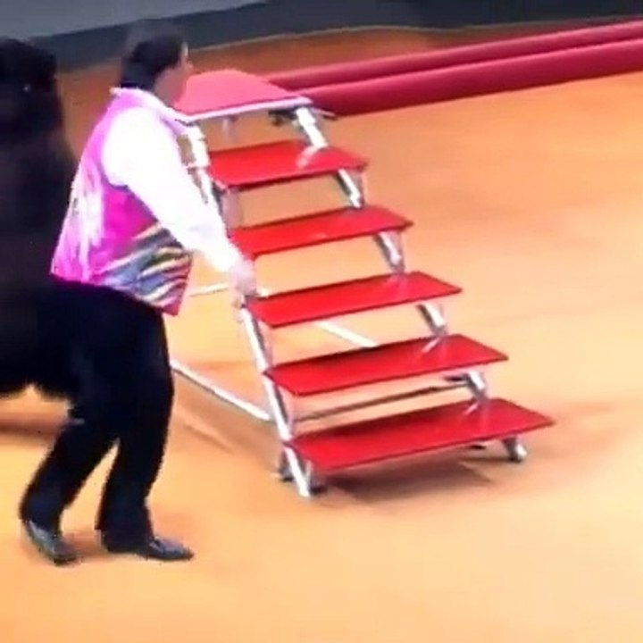 ভাল্লুকের ভয়ংকর সার্কাস - যা আগে কখনও দেখেননি - Bear Circus
