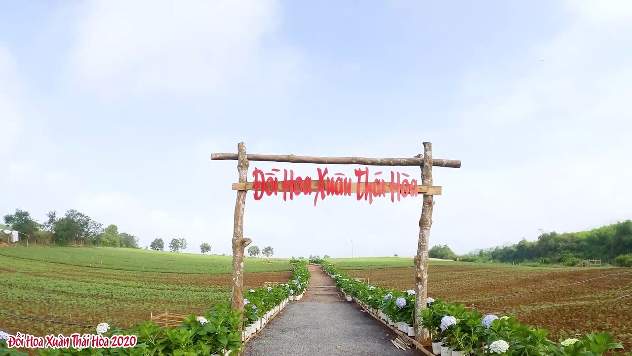 Đồi Hoa Xuân Thái Hòa 2020