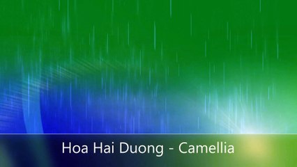 Beat Hoa Hải Đường | Jack - J97 | LineNetwork