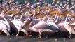 Flight delayed - crane winter migration arrives late in Israel