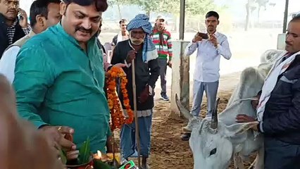 गोपाष्टमी के अवसर पर क्षेत्रीय गोशालाओं में हुआ गोपूजन