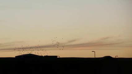 A Murmuration Of Birds Around Union Station.