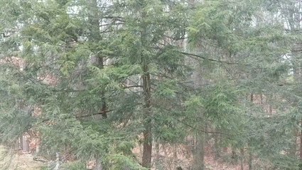 Very light snow drifts down