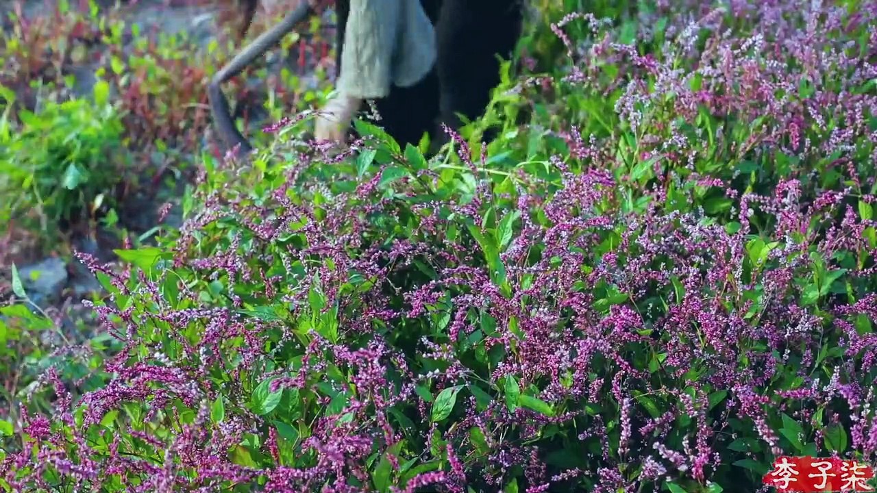 La vie des robes bleues en calicot teintes à la main par 1