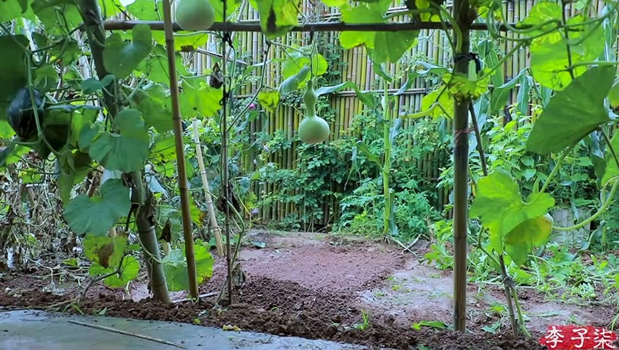 La vie du coton
