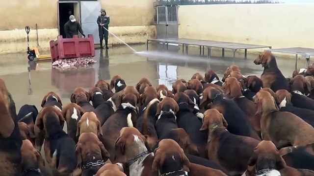 L'heure du repas pour une très grosse meute de chiens de chasse