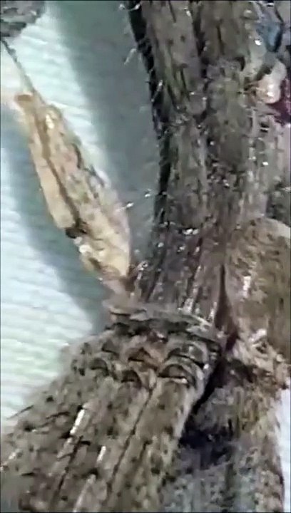 Cette araignée Huntsman en train de muer va vous faire frissonner