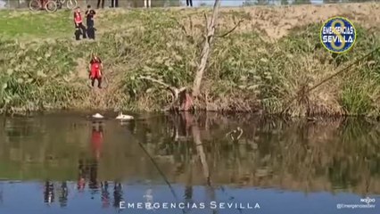 下载视频: Los bomberos rescatan a un caballo que llevaba varios días atrapado en una zona de fango en Sevilla