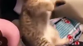 Pets Animals - Baby Cats  Funny and Cute Baby Cat Videos Compilation