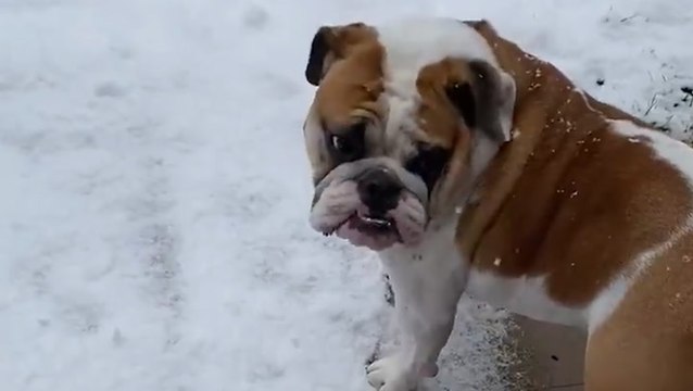 Bulldog discovers the first signs of winter in Ontario