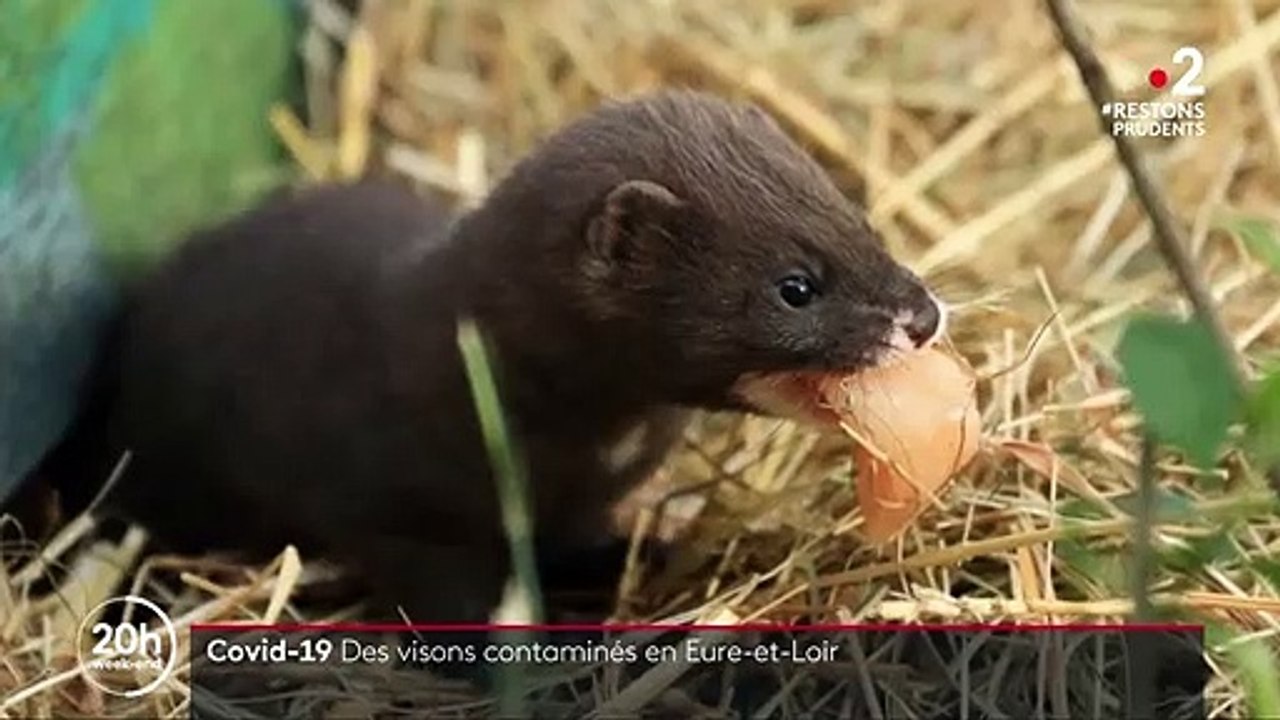 Coronavirus : un élevage de visons contaminé dans l’Eure-et-Loir
