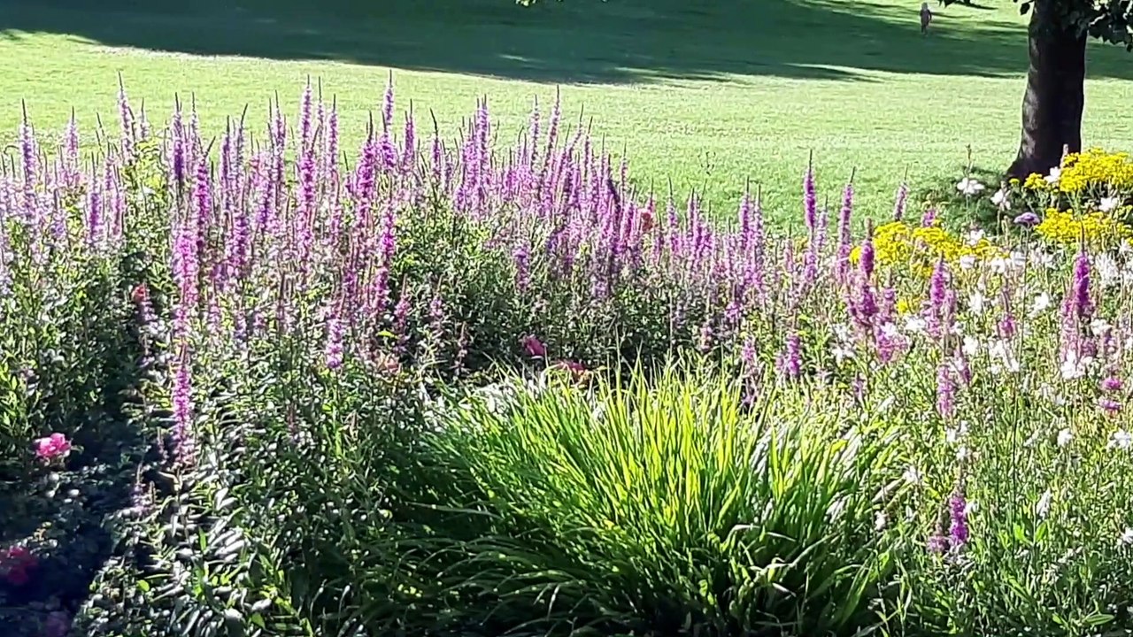 Layaly Ensemble Berlin - Sausa la Bajêr (kurdisch)