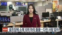 골프장에 소 떼 10여 마리 출몰…다친 사람 없어