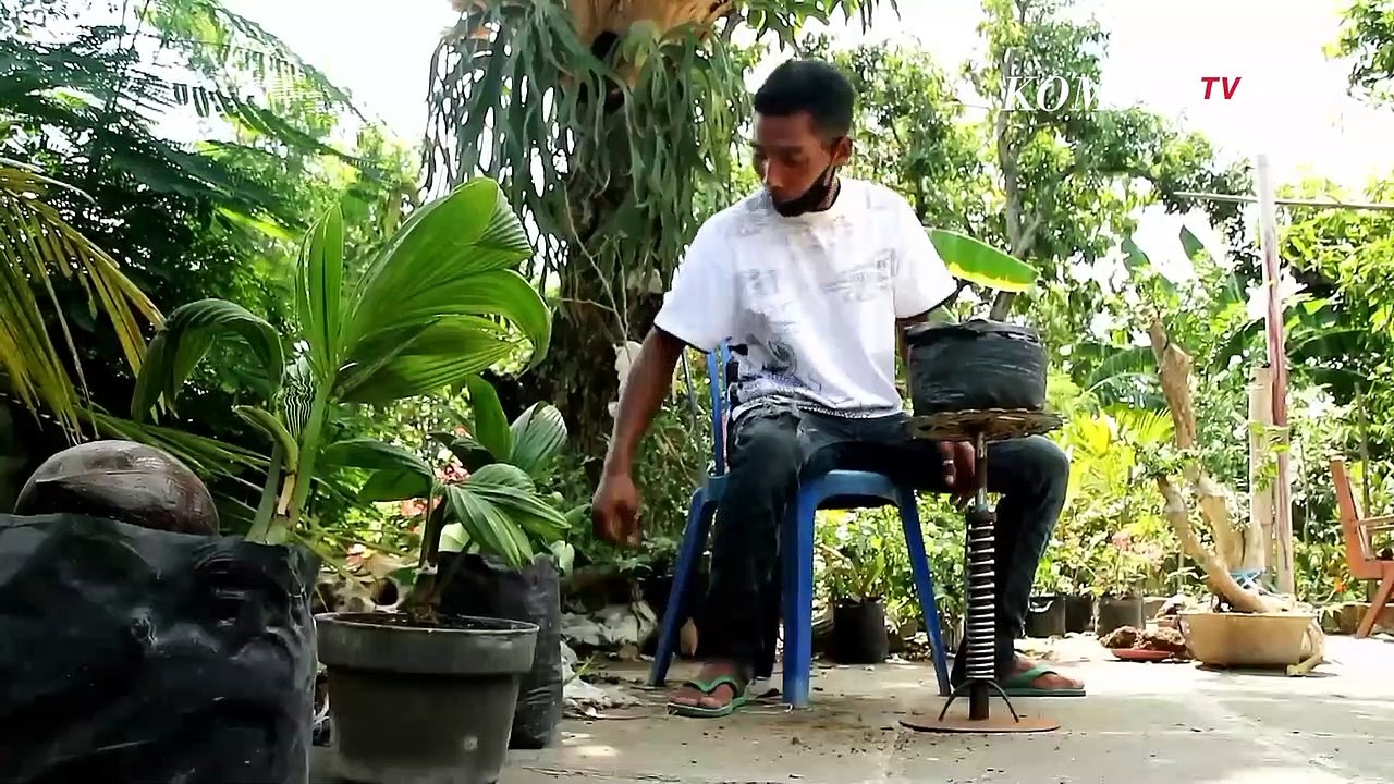 Sukses Bisnis Bonsai Kelapa Di Masa Pandemi Covid-19