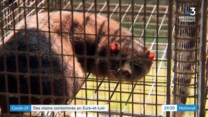 Coronavirus : un élevage de visons contaminé en France