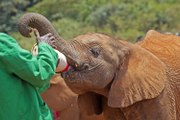 Feeding Baby Orphaned Elephants - Nature's Miracle Babies