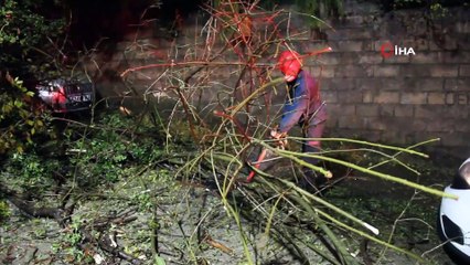 Rize’de 2 araç kökünden kopan ağacın altında kaldı