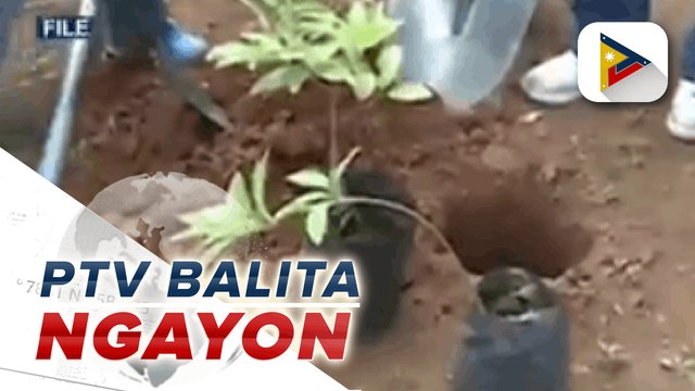 #PTVBalitaNgayon | Mga mag-aapply ng prangkisa sa LTFRB, required na magtanim ng puno simula Dec. 1; Pilot run ng motorcycle taxis, sisimulan na ngayong araw